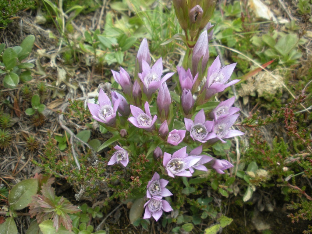 Gentianella nana - Gentianella germanica